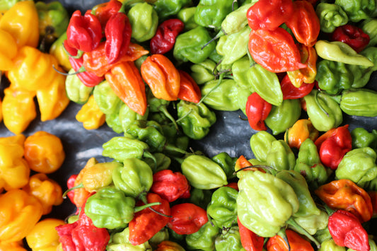 Piment doux africain